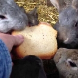 Kako hraniti zečeve kod kuće za početnike